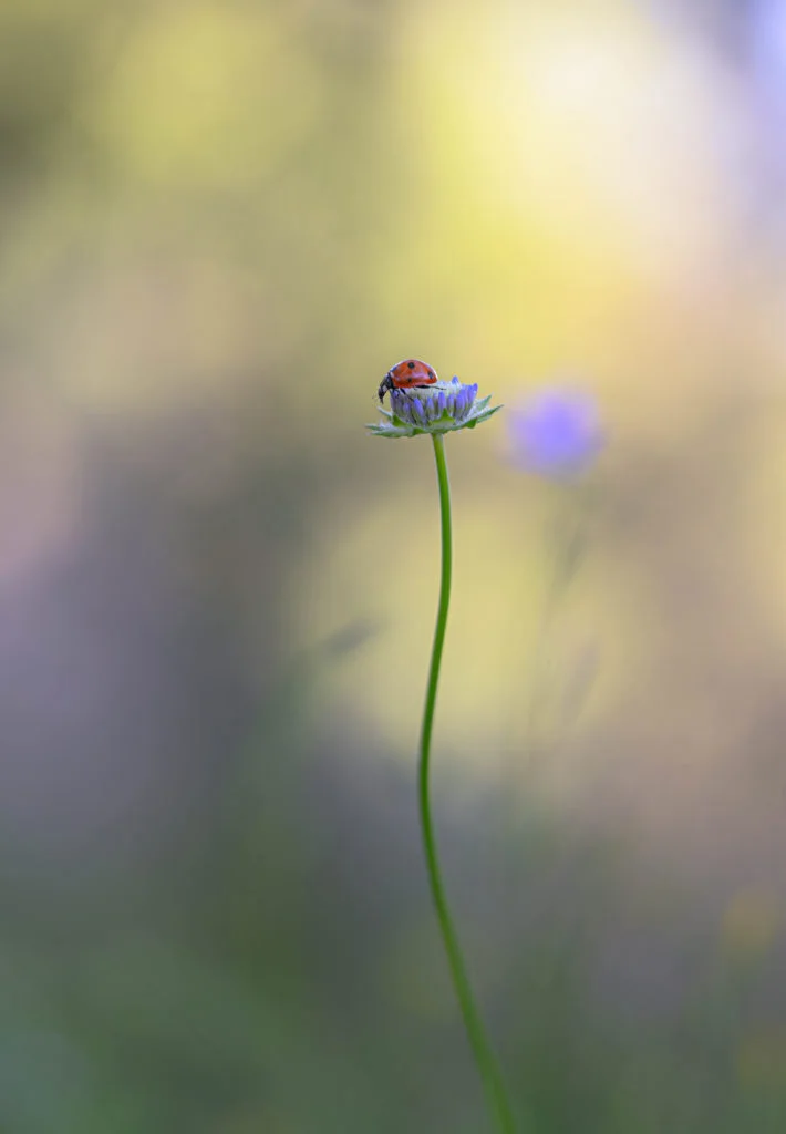 Coccinelle