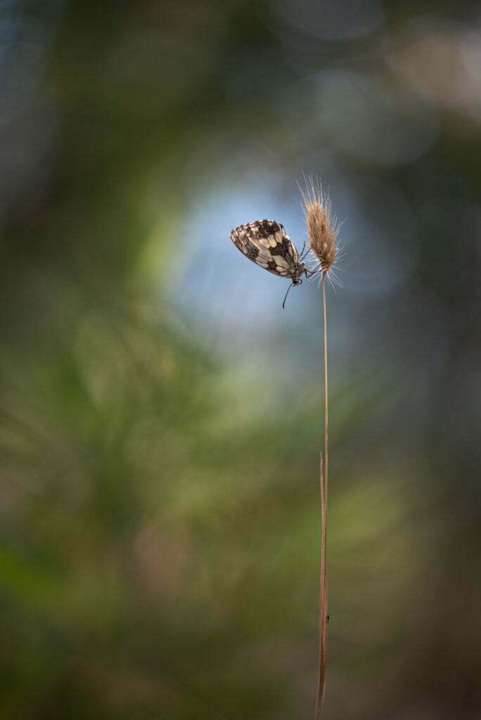 papillon