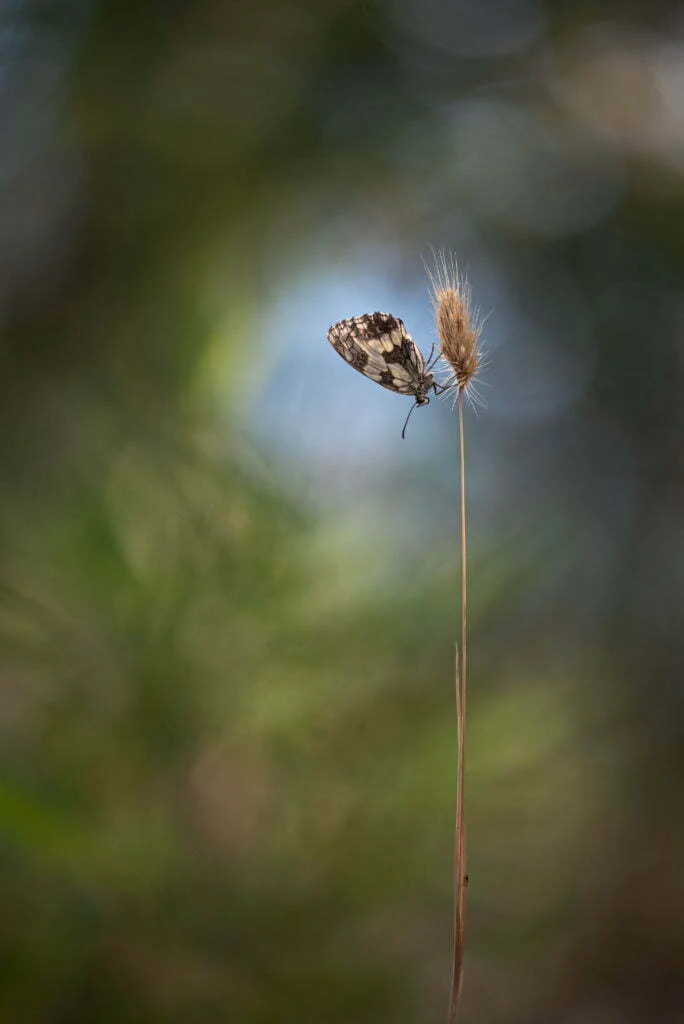 papillon