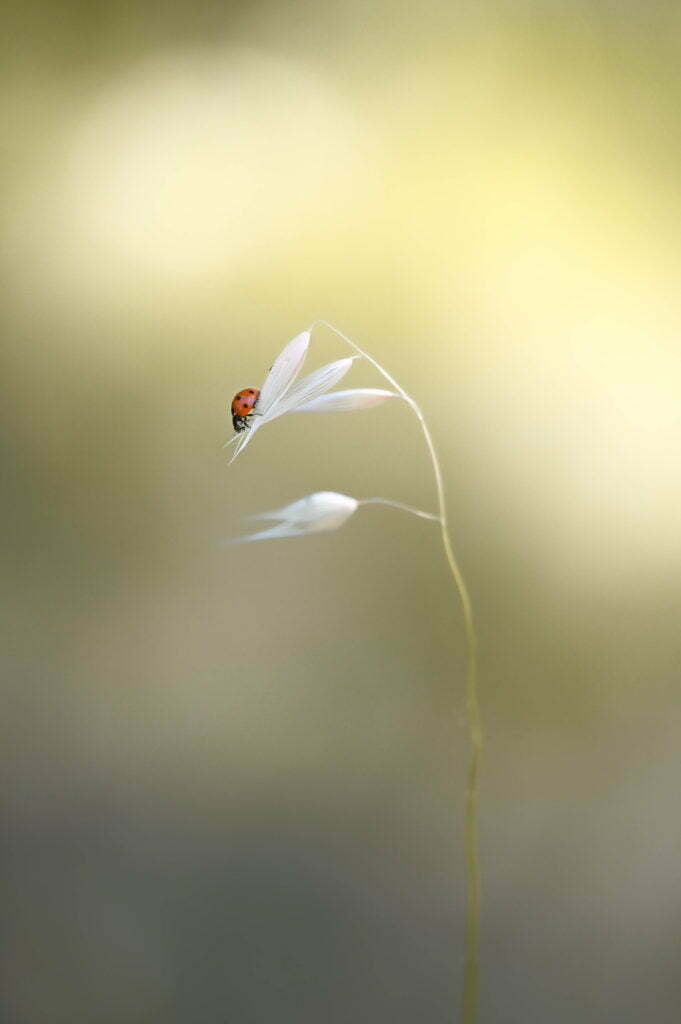 Coccinelle